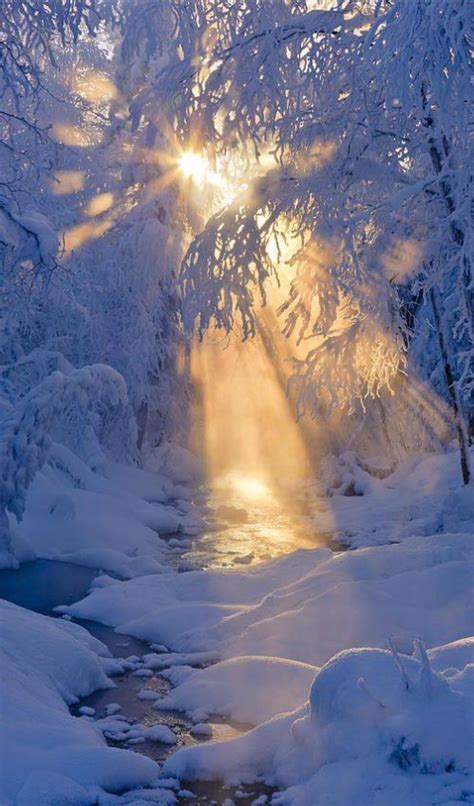 Small Stream In A Hoarfrost Covered Forest With Rays Of