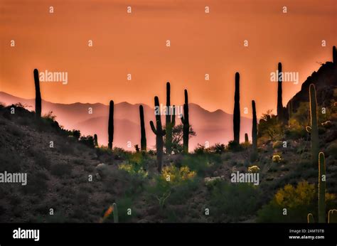Saguaro Cactus Are Silhouetted By The Orange Sunset Sky Of Arizona