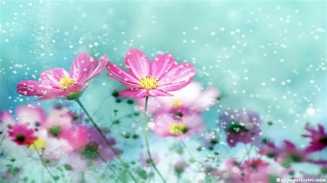 Hd Pretty Flowers High Definition Wallpaper Download Free 140716