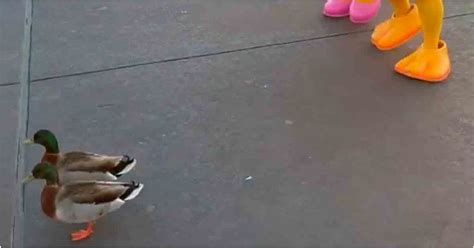 Donald And Daisy Duck Meet Real Ducks At Disney Popsugar Pets