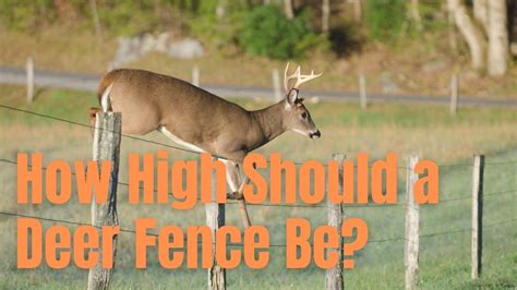 How High Should A Deer Fence Be