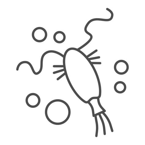 How To Draw Zooplankton Animalphotographywallart