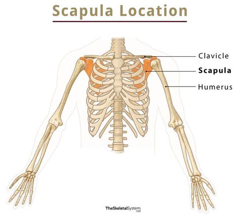 Scapula Shoulder Blade Anatomy Location And Labeled Diagram