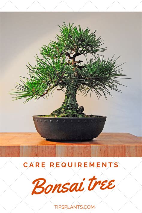 If the leaves on your bonsai tree are gradually wilting and turning yellow, reduce the amount of water that you give your tree. Dealing with a Miniature Tree: Bonsai Tree Care Tips