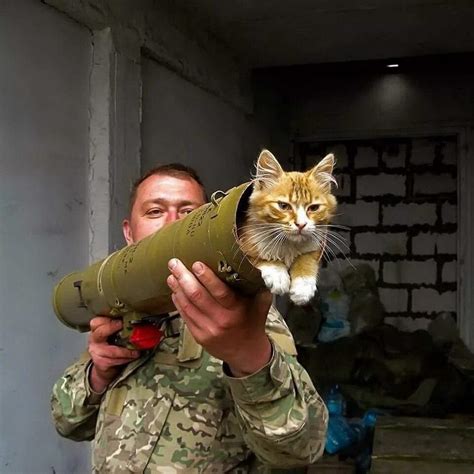 Top Gun With A Cat