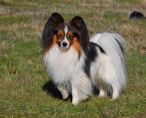 Papillon Dog Breed “cutest And Smartest T For Everyone”