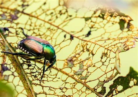 How To Get Rid Of Japanese Beetles And Save Your Garden