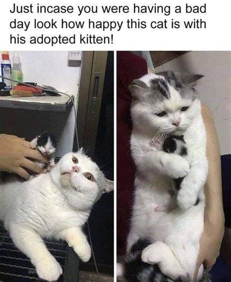 Our furry little friends are one the foundations of meme culture. 19 Smudge The Cat Memes - Keyword Memes