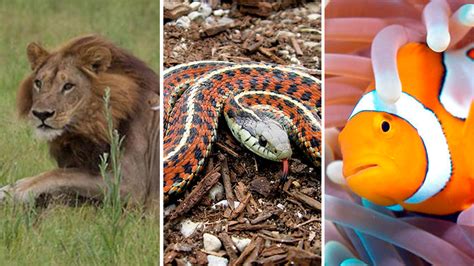 7 Gender Bending Animals In The Animal Kingdom Sbs Science