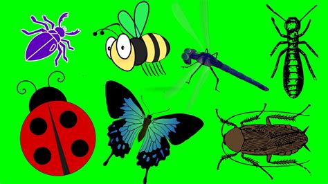 8 Pics Insects For Kids And Description Alqu Blog