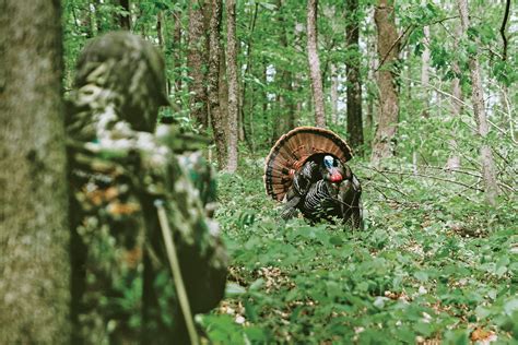 How To Hunt Turkeys One On One Petersens Hunting