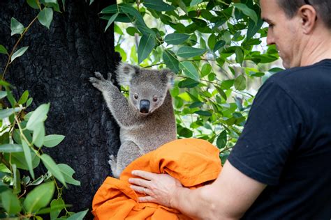First Koalas Released Back Into The Wild After Australian Bushfires