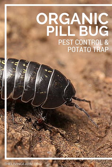 When we perform pest control treatments, home and business owners almost always ask us one question: Organic Pill Bug Control Using a Potato Trap