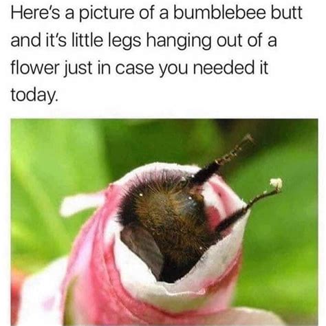 He Kinda Thicc Doe Animal Memes Bumble Bee Pictures