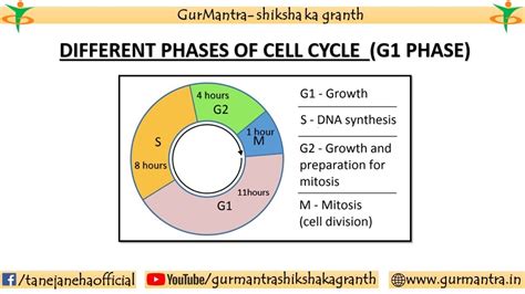 G1 Stage Of Cell Cycle Interphase Of Cell Cycle Cell Biology Youtube
