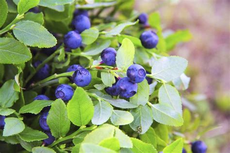 How To Transplant Blueberry Bushes Ehow