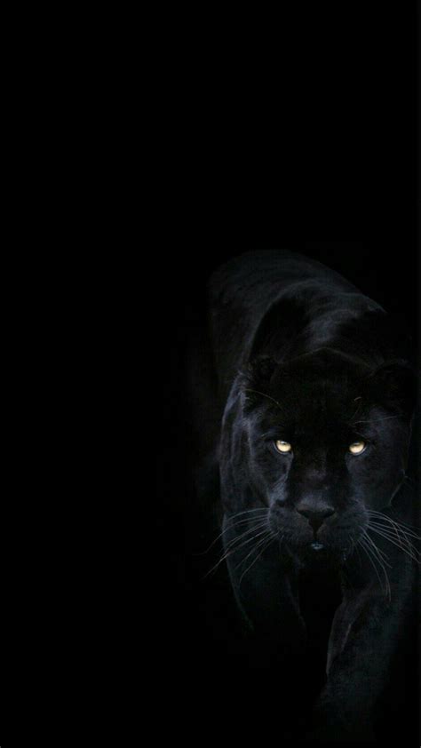 Black Jaguar Phone Hd Wallpapers Wallpaper Cave