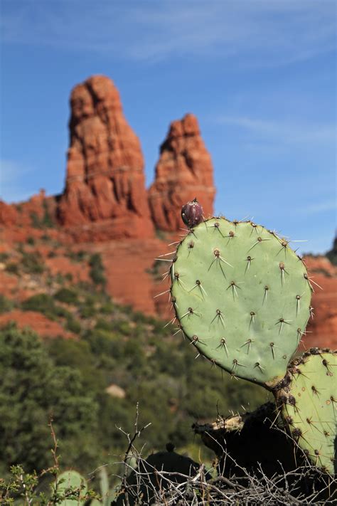 Free Images Nature Rock Cactus Leaf Desert Flower Formation