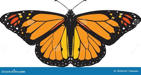 Monarch Butterfly Vector Stock Vector Illustration Of Insect 10296164