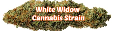 White Widow Cannabis Strain Review Industrial Hemp Farms