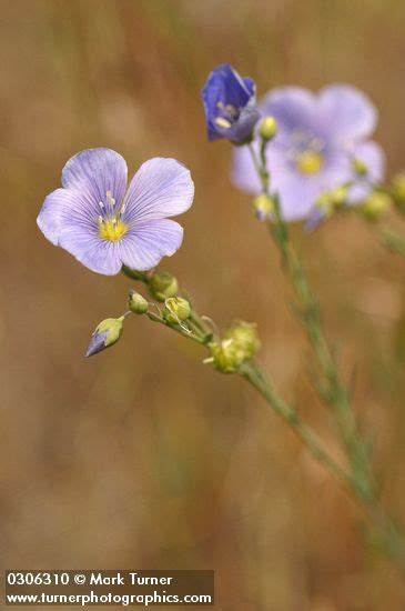 Linum Lewisii Western Blue Flax Wildflowers Of The Pacific Northwest