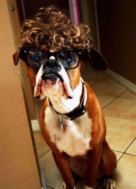 157 Best Images About Funny Boxer Dog Pics On Pinterest