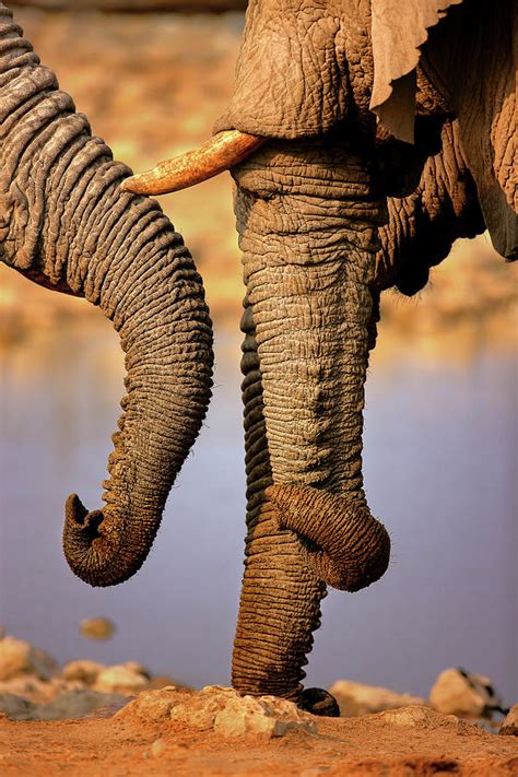 Elephant Trunks Interacting Close Up Photograph By Johan Swanepoel Pixels