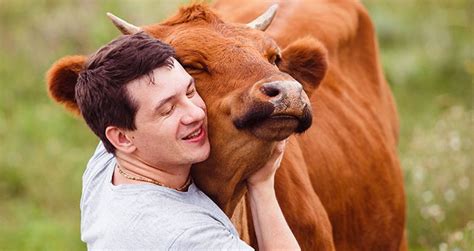 why ‘cow hugging is becoming a new wellness trend