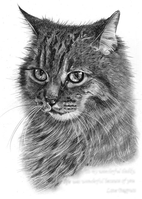 Pencil Drawing of Cat in Loving Memory | Pencil Sketch Portraits