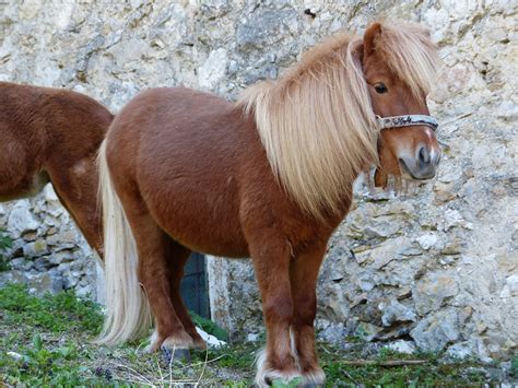 Free Photo Shetland Pony Pony Horse Animal Free Image On Pixabay