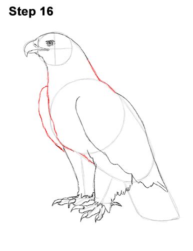 How To Draw A Golden Eagle