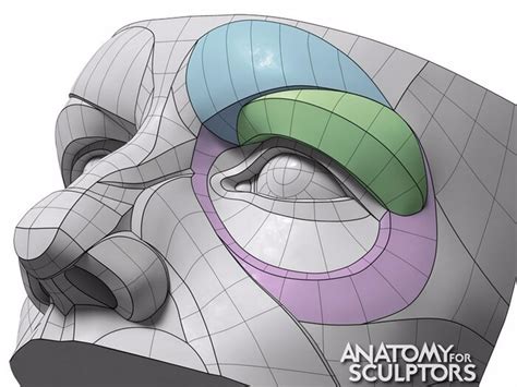 Artstation The Orbital Region Forms By Anatomy For Sculptors Anatomy