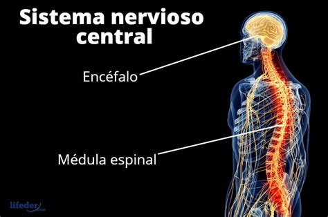 Sistema Nervioso Central Funciones Partes Enfermedades