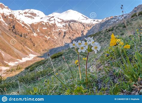 Flowers In The Mountains Elbrus Region On The Background Of Mount