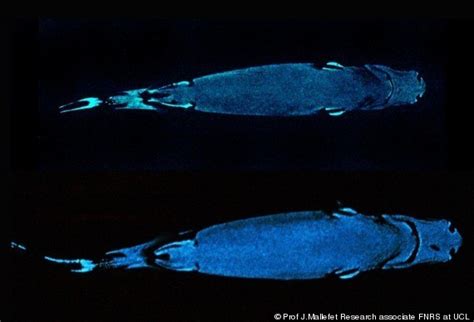 Lantern Sharks Can Become Invisible Glow In The Dark Huffpost