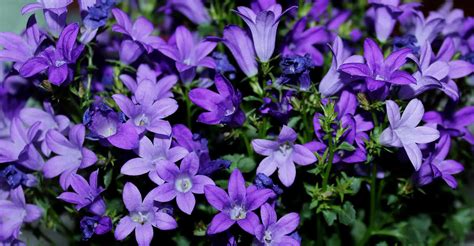 Campanula Care Guide How To Grow Bellflowers Diy Garden