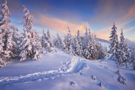 Fir Trees Under The Snow Mountain Forest In Winter