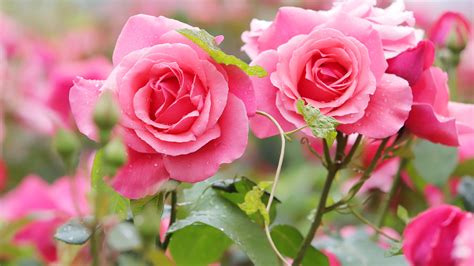 Two Pink Rose Flowers With Leaves 4k 5k Hd Flowers Wallpapers Hd Wallpapers Id 55309