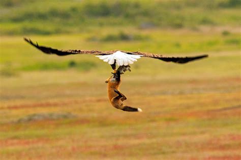 Epic Battle Between Fox And Eagle Over Rabbit And It Gets More And