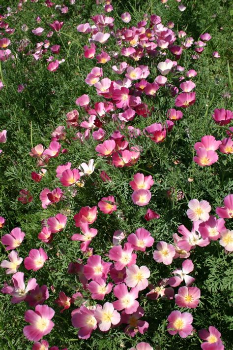 Poppy California Purple Gleam Oregon Wholesale Seed Company