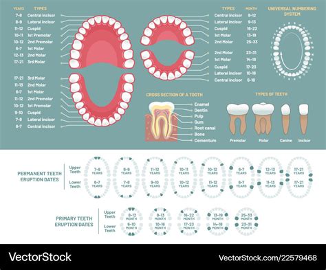 Tooth Anatomy Chart Orthodontist Human Teeth Loss Diagram Teeth My