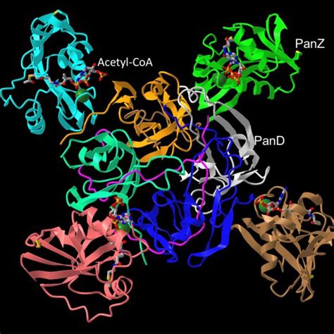Structure Of The E Coli Pand‐panz‐acetyl‐coa Complex Pdb Id 4cry