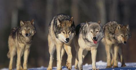 Colorado to vote on restoration of gray wolves | Beef Magazine