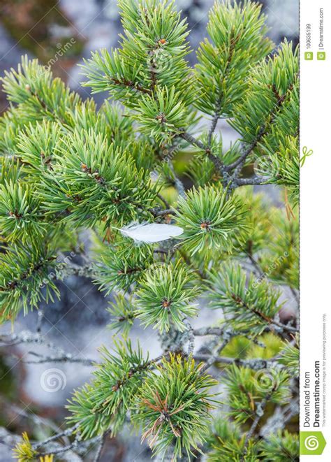 White Feather On Pine Branch Karelia Russia Stock Image Image Of