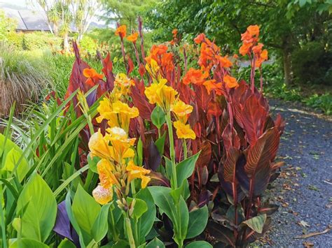 Canna Lily Flower Types How To Plant Grow And Care Florgeous