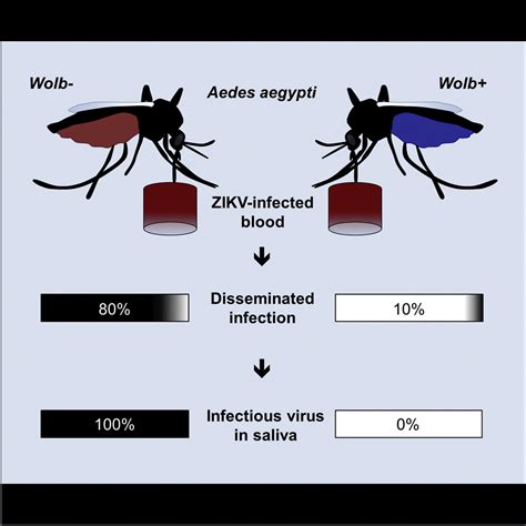 Wolbachia Blocks Currently Circulating Zika Virus Isolates In Brazilian