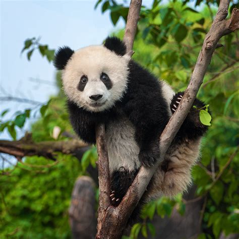How Many Giant Pandas Are Left In The World Panda Bear Giant Panda