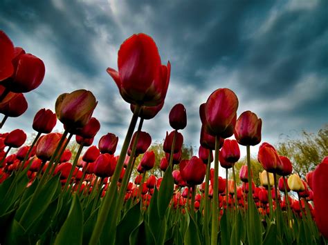 Nature Tulip 4k Ultra Hd Wallpaper