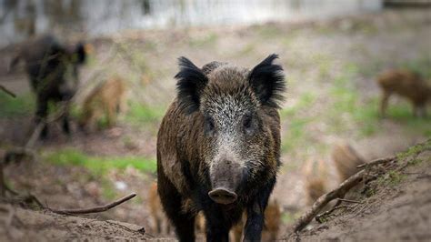 Hoewel het nog niet offocieel is bevestigd, zeggen meerdere bronnen dat het wel degelijk gaat om de vermiste beroepsmilitair. Geen varkenspest Veluwe en afname vondsten Belgische ...