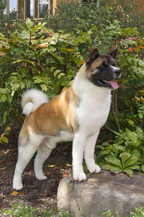 The akita is a large breed of dog originating from the mountainous regions of northern japan. American Akita - Information, Photos, Characteristics, Names